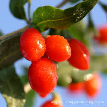 Ningxia Fresh Goji Berry (Wolfberry) --Chun Guo Goji